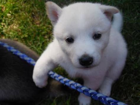 Please pm for any questions! Minni Husky/Shiba Inu Mix Puppies for Sale in Amboy ...