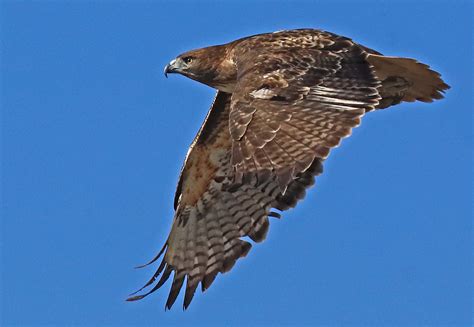 Red Tailed Hawk Canon Forums