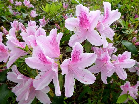 Southern Indica Hybrid Azalea Rhododendron Indicum George L Taber