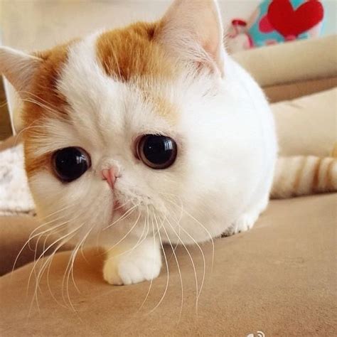 El Gatito Más Tierno Del Mundo Cutest Cats Ever Cute Animals Snoopy Cat
