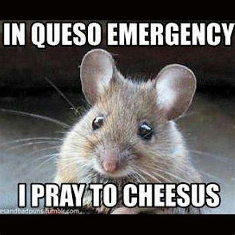 In Queso Emergency I Pray To Cheesus Funny Animal Memes Funny Animals