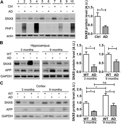 Frontiers Snx8 Enhances Non Amyloidogenic App Trafficking And