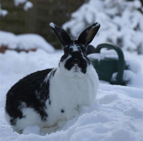 Snow Bunny My Rabbit Obsession