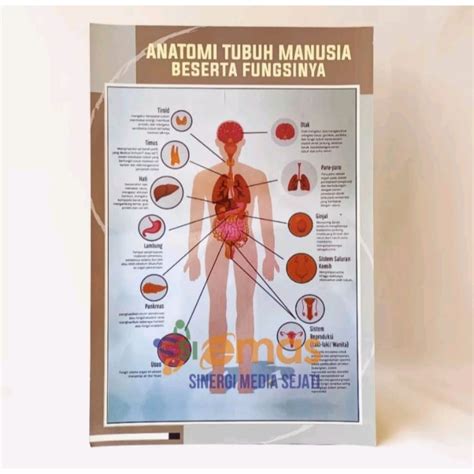 Jual Poster Kesehatan Poster Anatomi Tubuh Manusia Beserta Fungsinya