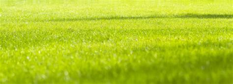 Background Of A Fresh Spring Green Grass Spring Backdrop Stock Image