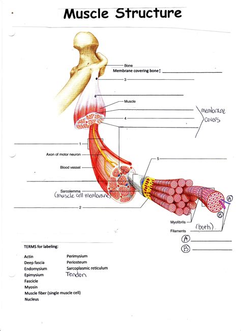 Image result for bones and muscle worksheet for grade 2 | Muscle