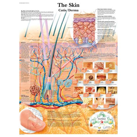 Human Skin Diagram