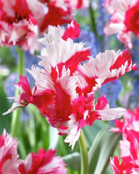Flowers will bloom in summer, and the rich green foliage is the perfect complement to the flowers. Wholesale Flower Bulbs, Potted Bulbs, Perennials & Lilies