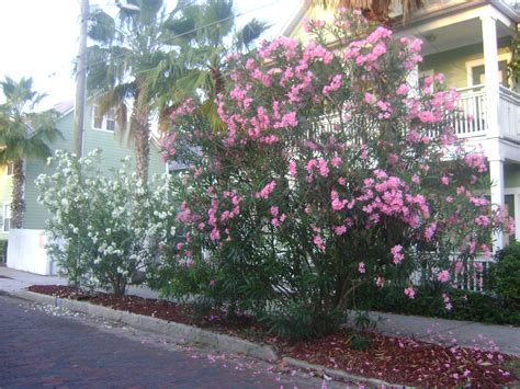 Buy Oleander For Sale In Orlando Sanford Kissimmee