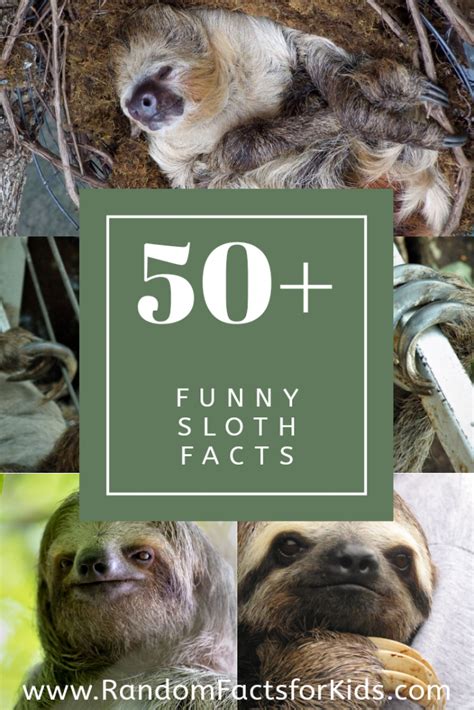 50 Funny Sloth Facts Lol Random Facts For Kids