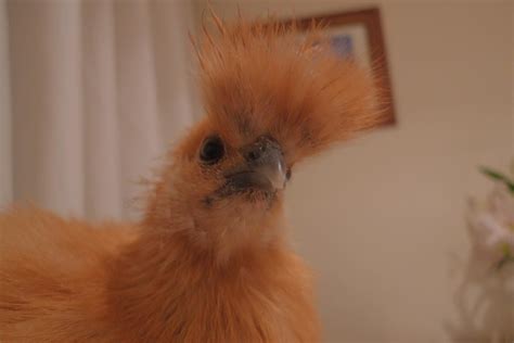 Crazy Haircut Here S Our Chicken Complete With Crazy Hair Jim Crossley Flickr