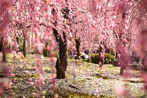 The japanese cherry blossom, or sakura, has long been adored by people across the globe. 20 Of The Best Pictures Of This Year's Japanese Cherry ...