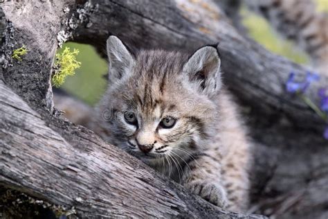 Baby Canadian Lynx Stock Photo Image Of Young Background 11975932