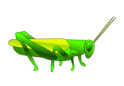 Clipart Grasshopper