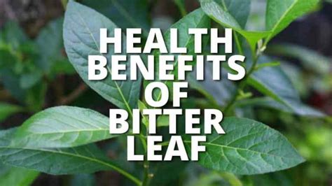 19 Amazing Health Benefits Of Bitter Leaf