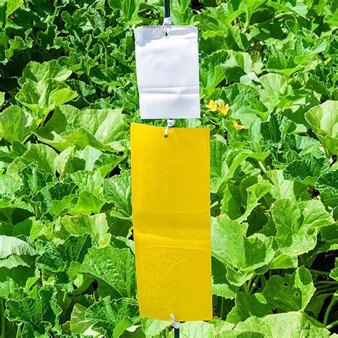 Sure Catch Cucumber Beetle Trap Gurneys Seed And Nursery Co