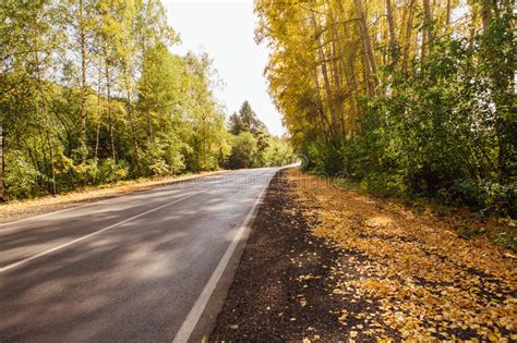 Road In The Autumnal Forest Stock Image Image Of Fall Poland 62330847