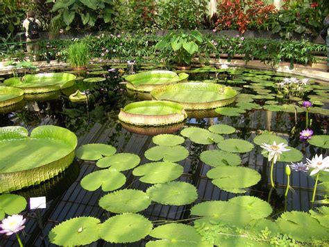 This is an extract from the kingdom of plants serie. Waterlily House Kew garden Londres | Parc et jardin ...