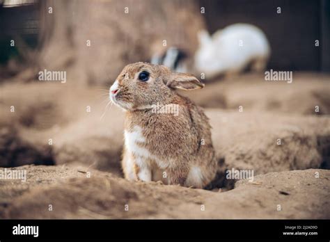Adorable Brown Rabbit Stands On Ground Teenager Brown Bunny Sits