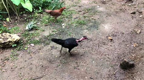 Feeding Our Native Chickens Early Morning Walk In The Farm Bohol