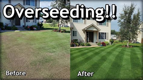 How To Overseed Your Lawn In Spring Complete Step By Step Guide