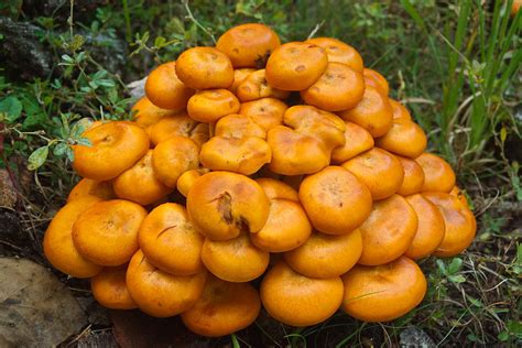Jack Olantern Mushrooms 2 Photograph By Douglas Barnett Fine Art America