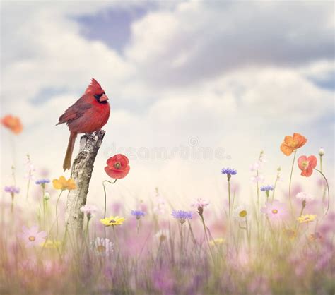 Cardinal Bird In A Flower Field Stock Photo Image Of Bloom Northern