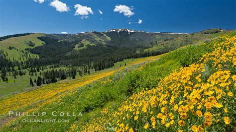 Wildflowers On Mount Washburn Helianthella Uniflora Yellowstone