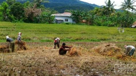 Dalam campuran bahan, yang pada. Limbah Pertanian I Cv. Maulana Says Green Three