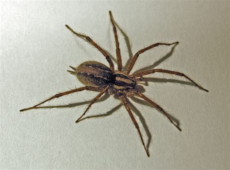 funnel weavers (Family Agelenidae) | spidersrule
