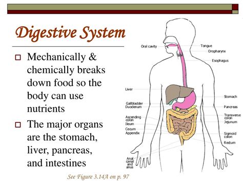 Presentation Of Digestive System