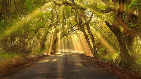 Hd Wallpaper Forest Sunray Path Road Light Trees Silhuette