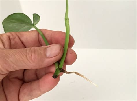 Just because one cutting didn't grow well doesn't mean the next one won't. pothos-cuttings
