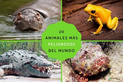 Los 20 Animales Más Peligrosos Del Mundo Nombres Y Fotos