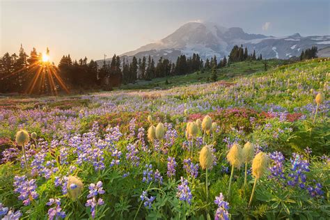 Wildflowers Mount Rainier Sunset