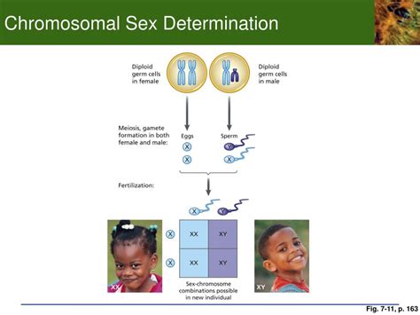 Ppt Chapter 7 Sex Determination Powerpoint Presentation Free Hot Sex Picture