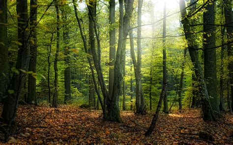 Green And Brown Forest Hd Wallpaper Wallpaper Flare