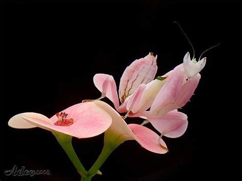 See full list on usmantis.com Meet the orchid mantis in 2020 | Orchid mantis, Orchids ...