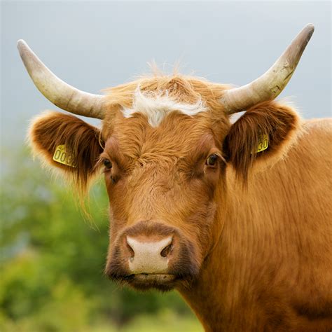Filecow Horned Portrait Wikimedia Commons