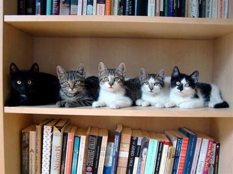 Top 10 Images Of Cats On Bookshelves