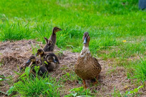 A Mother Duck With Her Ducklings In The Great Outdoors By A Stream