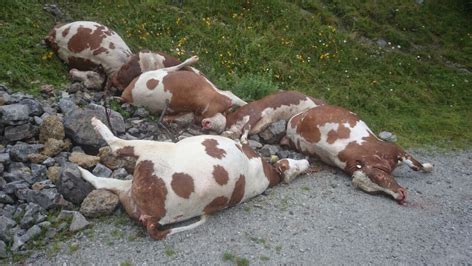 In den meisten fällen wird der begriff dysphagie für jede art von schluckstörung verwendet. Rätsel um abgestürzte Kühe in Innsbruck - tirol.ORF.at