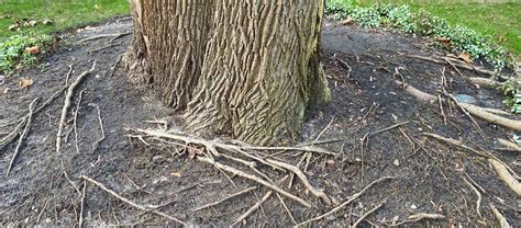 How To Deal With Exposed Tree Roots