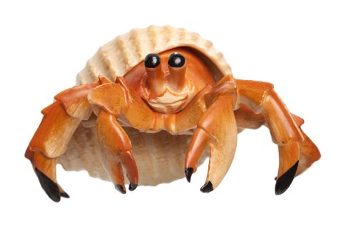 100 Super Cool Names For Your Pet Hermit Crab That Sound Awesome
