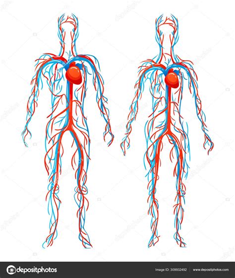 Arteries And Veins Of The Body