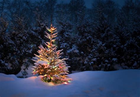 12 Beautiful Christmas Snow Scenes Celebrate The Season Lovetoknow
