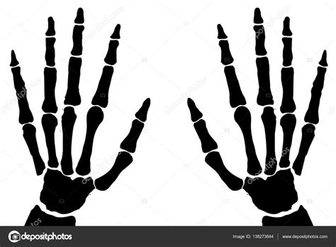 Bone Hands Isolated — Stock Vector © Bigalbaloo 138273844