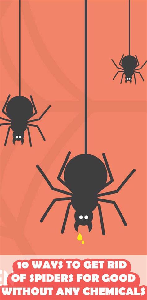 Check spelling or type a new query. 10 Ways to Get Rid of Spiders for Good without Any Chemicals | Get rid of spiders, Mint ...