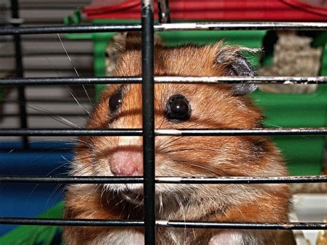 Free Photo Hamster Cage Cheeks Captivity Free Image On Pixabay 113069