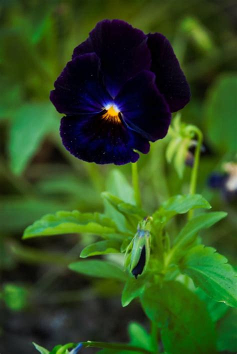 30 Seeds Black Pansy Flower Seeds Black Clear Crystals Viola Etsy